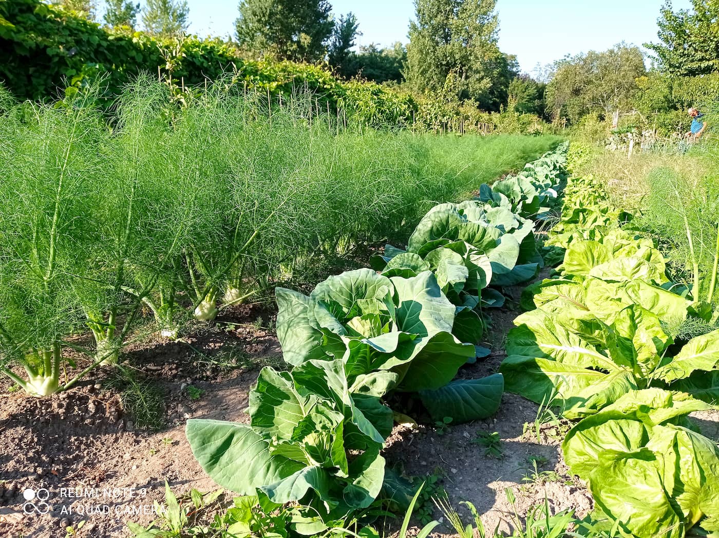 Come fare un orto per l'autoproduzione • Mani in terra