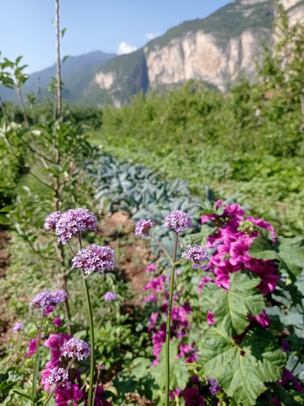 Corso Come Fare l'Orto Con Biodiversità a Trento