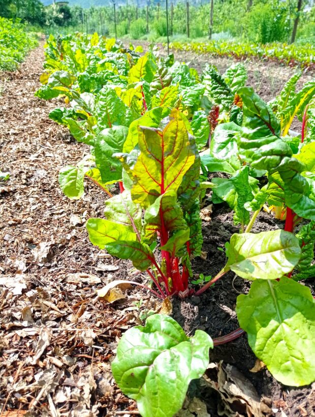 Coltivare l'Orto con Agricoltura Rigenerativa a Trento