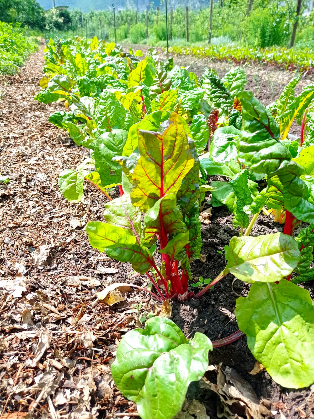 Coltivare l'Orto con Agricoltura Rigenerativa a Trento