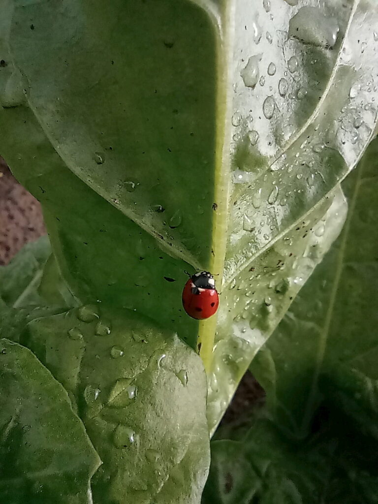 Agroecologia con Controllo Biologico