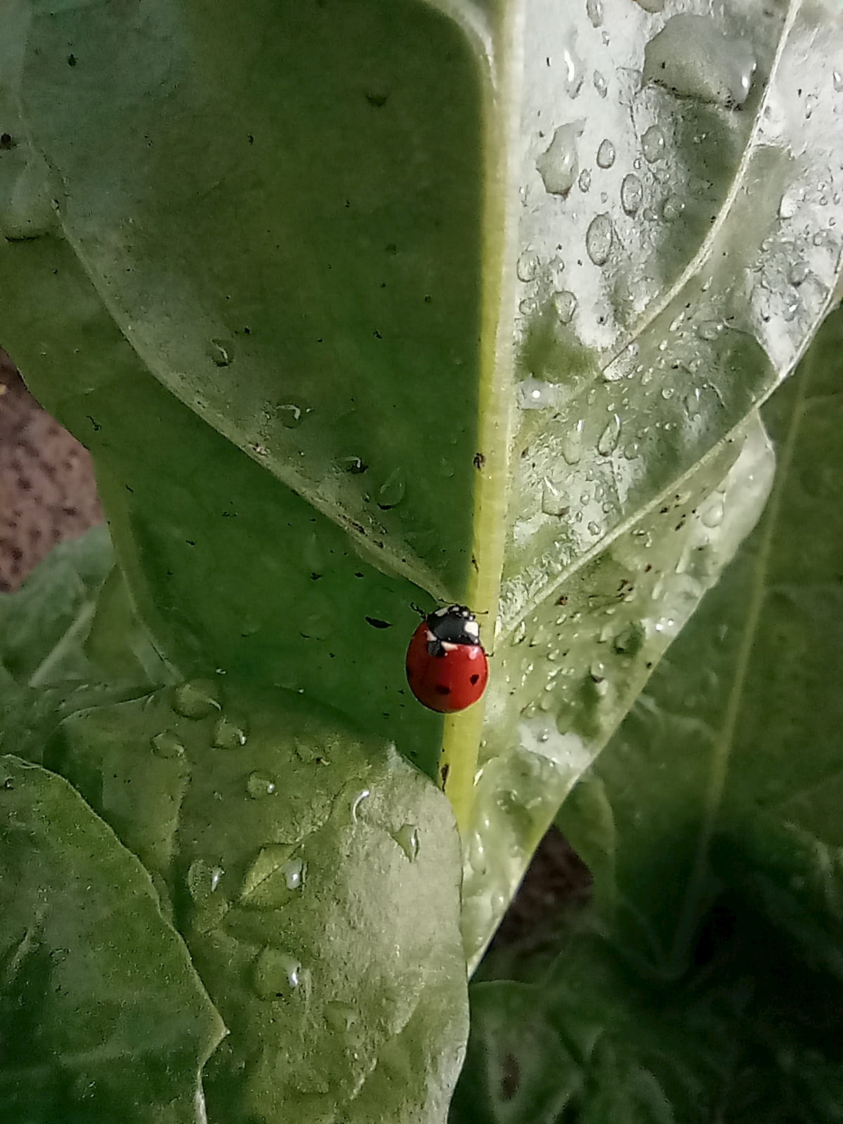 Agroecologia con Controllo Biologico